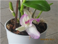 39f60dfd-Marica auto 417.jpg